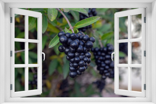 Fototapeta Naklejka Na Ścianę Okno 3D - Ligustrum vulgare ripened black berries fruits, shrub branches with leaves