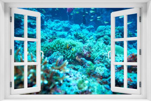 Fototapeta Naklejka Na Ścianę Okno 3D - Clark's Anemonefish