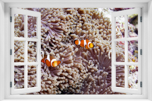 Fototapeta Naklejka Na Ścianę Okno 3D - false clown anemonefish