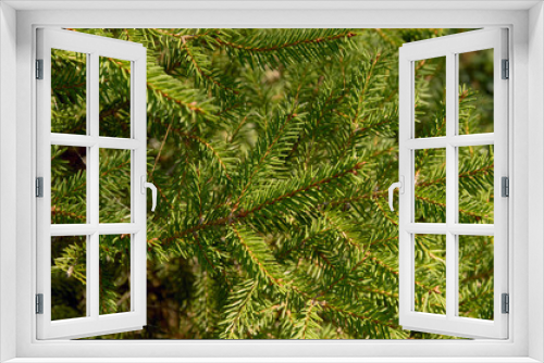 Fototapeta Naklejka Na Ścianę Okno 3D - natural christmas tree branches background image