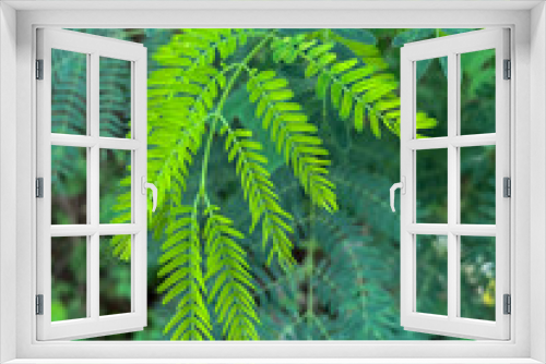 Fototapeta Naklejka Na Ścianę Okno 3D - A green leaves in forest
