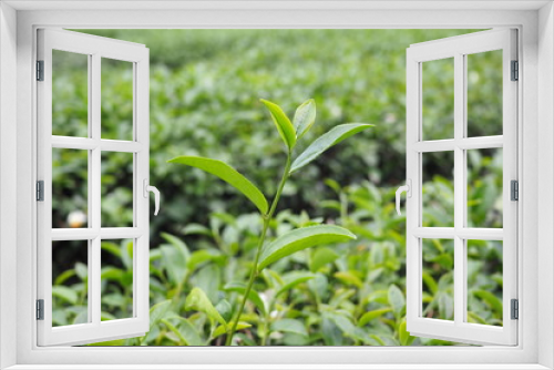 Fototapeta Naklejka Na Ścianę Okno 3D - Growing tea leaves in tea plantation