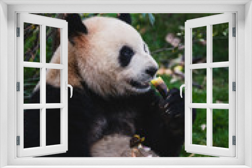 Fototapeta Naklejka Na Ścianę Okno 3D - Giant Panda
