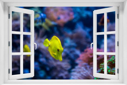 Fototapeta Naklejka Na Ścianę Okno 3D - tropical fish in aquarium