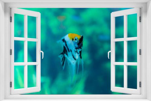Fototapeta Naklejka Na Ścianę Okno 3D - Side view of a Yellow and white angelfish swimming in an aquarium tank