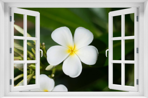 Fototapeta Naklejka Na Ścianę Okno 3D - frangipani flower on green background