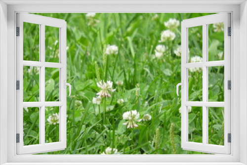 Fototapeta Naklejka Na Ścianę Okno 3D - green grass with white flowers on a summer day