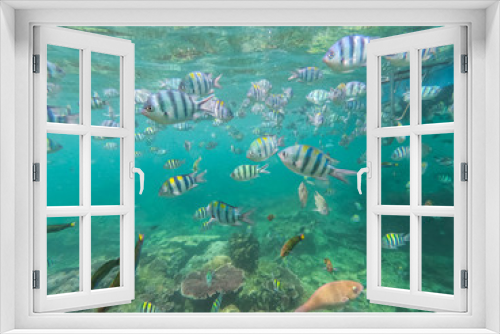 Fototapeta Naklejka Na Ścianę Okno 3D - ein großer schwarm Fische beim schnorcheln