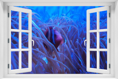 Fototapeta Naklejka Na Ścianę Okno 3D - Closeup of aquarium fish with reef in the deep ocean. Aquatic animals, wildlife and nature concept. Symbiosis relationship between sea fish and sea anemone.