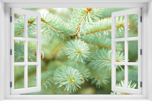 Fototapeta Naklejka Na Ścianę Okno 3D - Silver blue spruce pine, fir tree branches outdoor close up