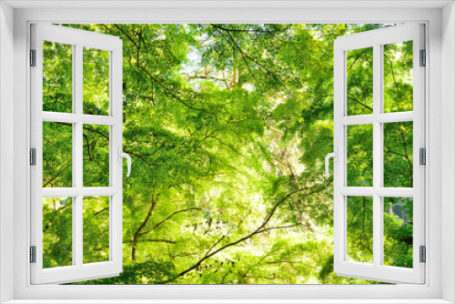Fototapeta Naklejka Na Ścianę Okno 3D - 新緑　緑　爽やかな木々