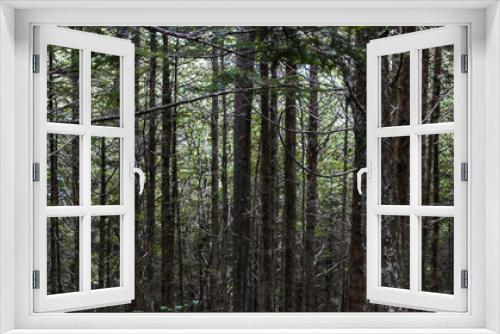 Fototapeta Naklejka Na Ścianę Okno 3D - Dense Forest Texture with Moss and White Bark Throughout the Trees