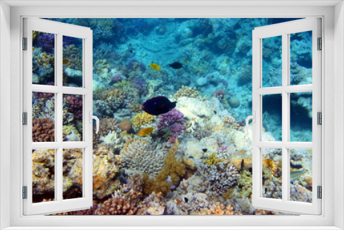 Fototapeta Naklejka Na Ścianę Okno 3D - Рыбки