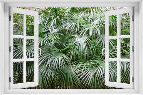 Fototapeta Naklejka Na Ścianę Okno 3D - Needle Palm - Rhapidophyllum Hystrix