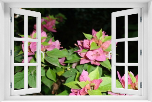Fototapeta Naklejka Na Ścianę Okno 3D - Flores con flash