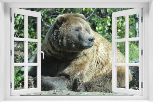 Fototapeta Naklejka Na Ścianę Okno 3D - Grizzly bear in the outdoors