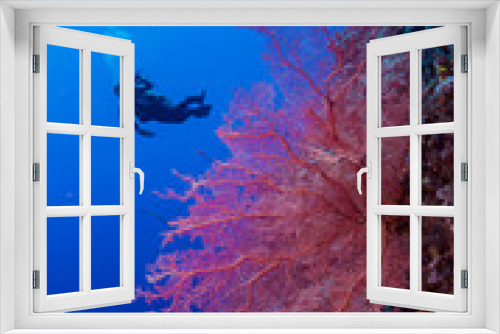 Fototapeta Naklejka Na Ścianę Okno 3D - Rote Koralle am Riff vor blauem Hintergrund mit Taucher