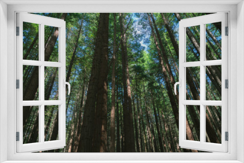 Fototapeta Naklejka Na Ścianę Okno 3D - Whakarewarewa Redwood Forest
