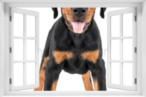Fototapeta Naklejka Na Ścianę Okno 3D -  puppy Doberman Pinscher