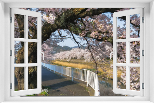 Fototapeta Naklejka Na Ścianę Okno 3D - Sakura tunnel blooming at Fukura river, Tottori, Japan
