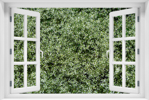 Fototapeta Naklejka Na Ścianę Okno 3D - Zauberschnee Euphorbia Diamant Frost