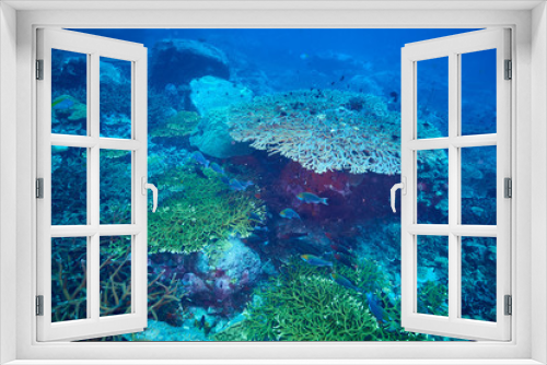 Fototapeta Naklejka Na Ścianę Okno 3D - rusty parrotfish