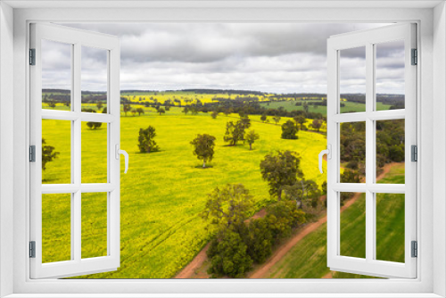 Fototapeta Naklejka Na Ścianę Okno 3D - Flowering Canola Fields in Toodyay, Western Australia