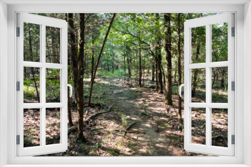 Fototapeta Naklejka Na Ścianę Okno 3D - Woodland path