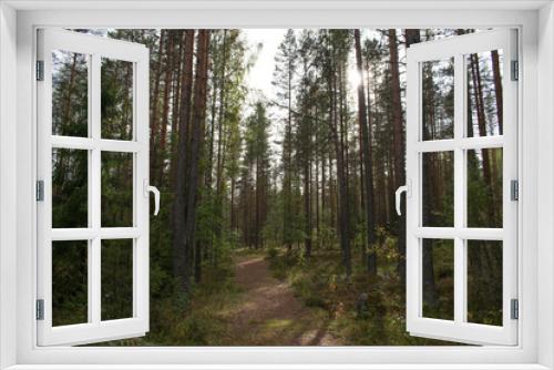 Fototapeta Naklejka Na Ścianę Okno 3D - path in pine trees forest