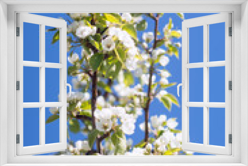 Fototapeta Naklejka Na Ścianę Okno 3D - Photo of a beautiful pear blossom. Selective focus.