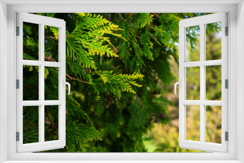 Fototapeta Naklejka Na Ścianę Okno 3D - Branches of juniper