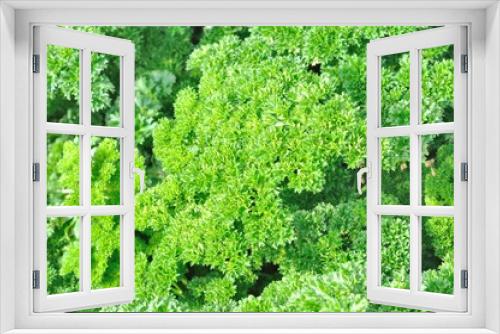 Fototapeta Naklejka Na Ścianę Okno 3D - fresh lettuce in farm