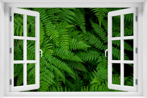 Fototapeta Naklejka Na Ścianę Okno 3D - Background image of green grass. The texture of fresh fern