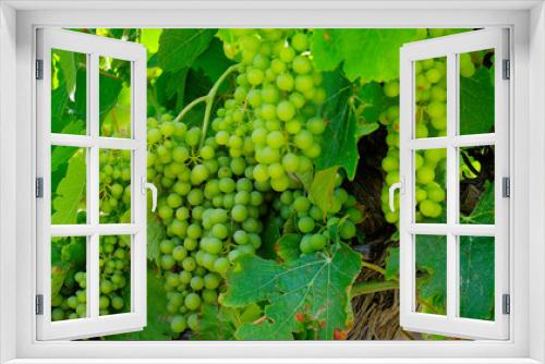 Fototapeta Naklejka Na Ścianę Okno 3D - cluster of green grapes on a vine 