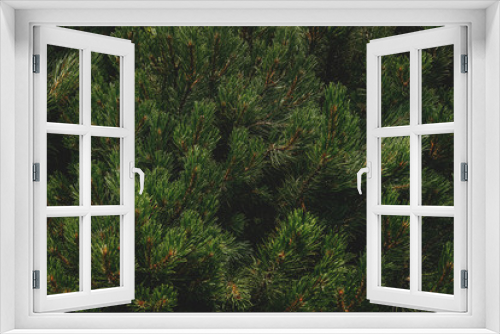 Fototapeta Naklejka Na Ścianę Okno 3D - Green pine branches background. Wallpaper.