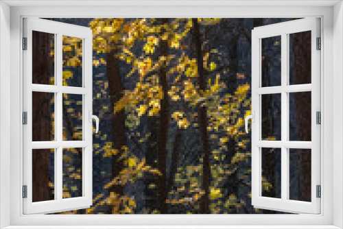 Fototapeta Naklejka Na Ścianę Okno 3D - Golden autumn in the forest, Russia. Black trunks of trees and yellow leaves on dark background.