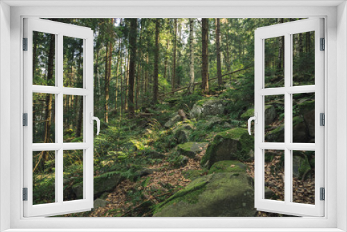 Fototapeta Naklejka Na Ścianę Okno 3D - autumn moody soft green color picturesque highland forest in European mountains with a lot of rocks and stones 