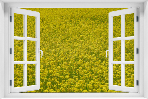 Fototapeta Naklejka Na Ścianę Okno 3D - 菜の花畑