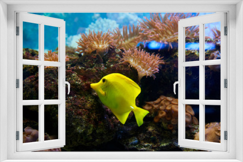 Fototapeta Naklejka Na Ścianę Okno 3D - Exotic fish