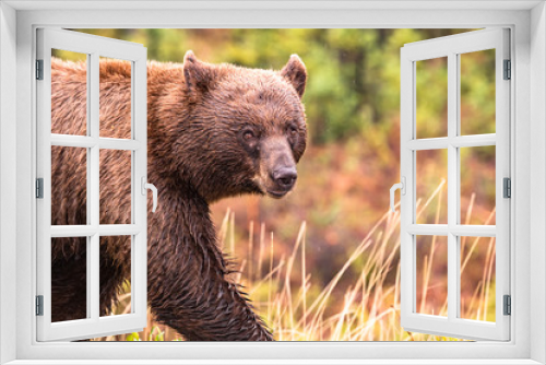 Fototapeta Naklejka Na Ścianę Okno 3D - Brown bear walking along Alaska Highway