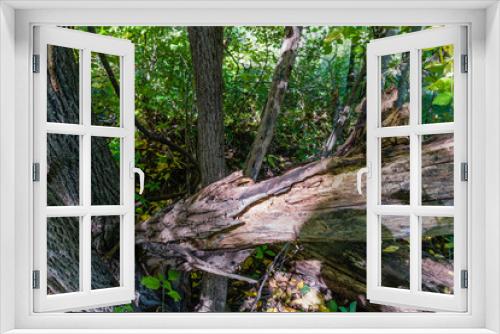Fototapeta Naklejka Na Ścianę Okno 3D - Broken tree trunk decays lying on healthy trees