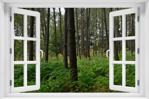 Fototapeta Naklejka Na Ścianę Okno 3D - Forest scenery taken in central Portugal