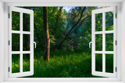 Fototapeta Naklejka Na Ścianę Okno 3D - Enchanted Forest-001