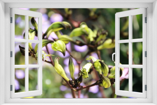 Fototapeta Naklejka Na Ścianę Okno 3D - Kangaroo Paw Flower Close Up