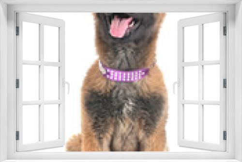 Fototapeta Naklejka Na Ścianę Okno 3D - puppy tervueren dog in studio