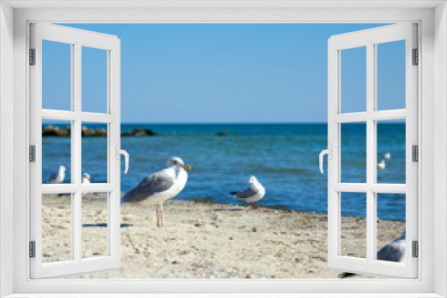 Fototapeta Naklejka Na Ścianę Okno 3D - big white sea gulls on the sandy coast of the Black Sea on a summer day