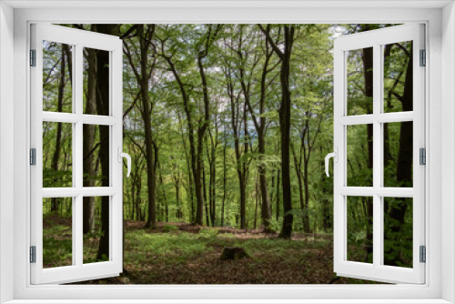 Fototapeta Naklejka Na Ścianę Okno 3D - Grüner Wald von innen 
