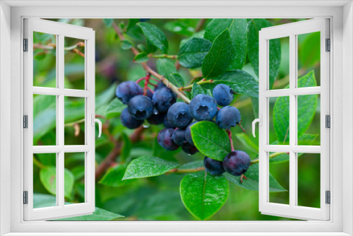 Fototapeta Naklejka Na Ścianę Okno 3D - Blueberry Fruit on the Bush