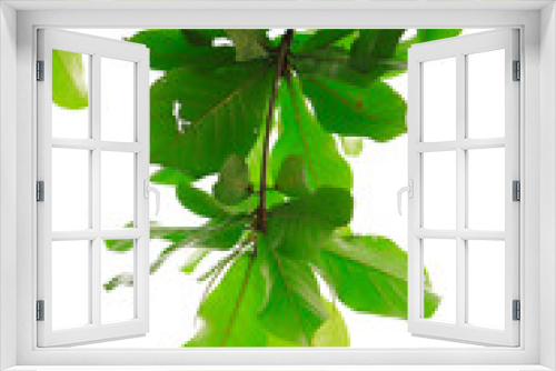 Fototapeta Naklejka Na Ścianę Okno 3D - Brown tree and green leaf on a white background (isolated).