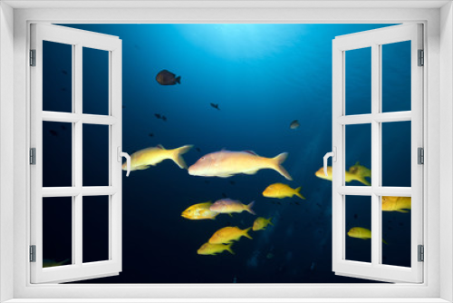 Fototapeta Naklejka Na Ścianę Okno 3D - Yellowsaddle goatfish in the Red Sea.
